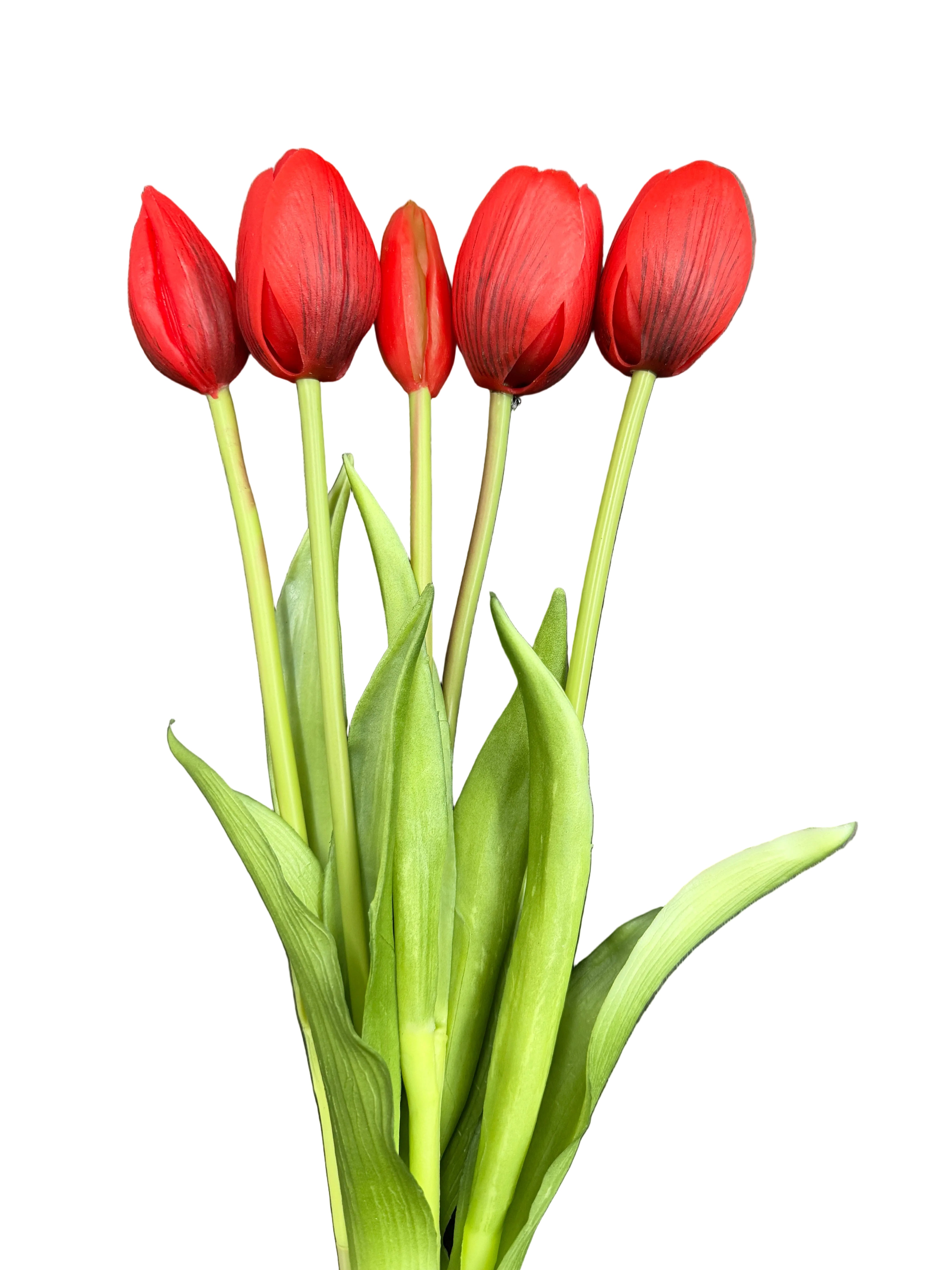 Tulipani Rossi