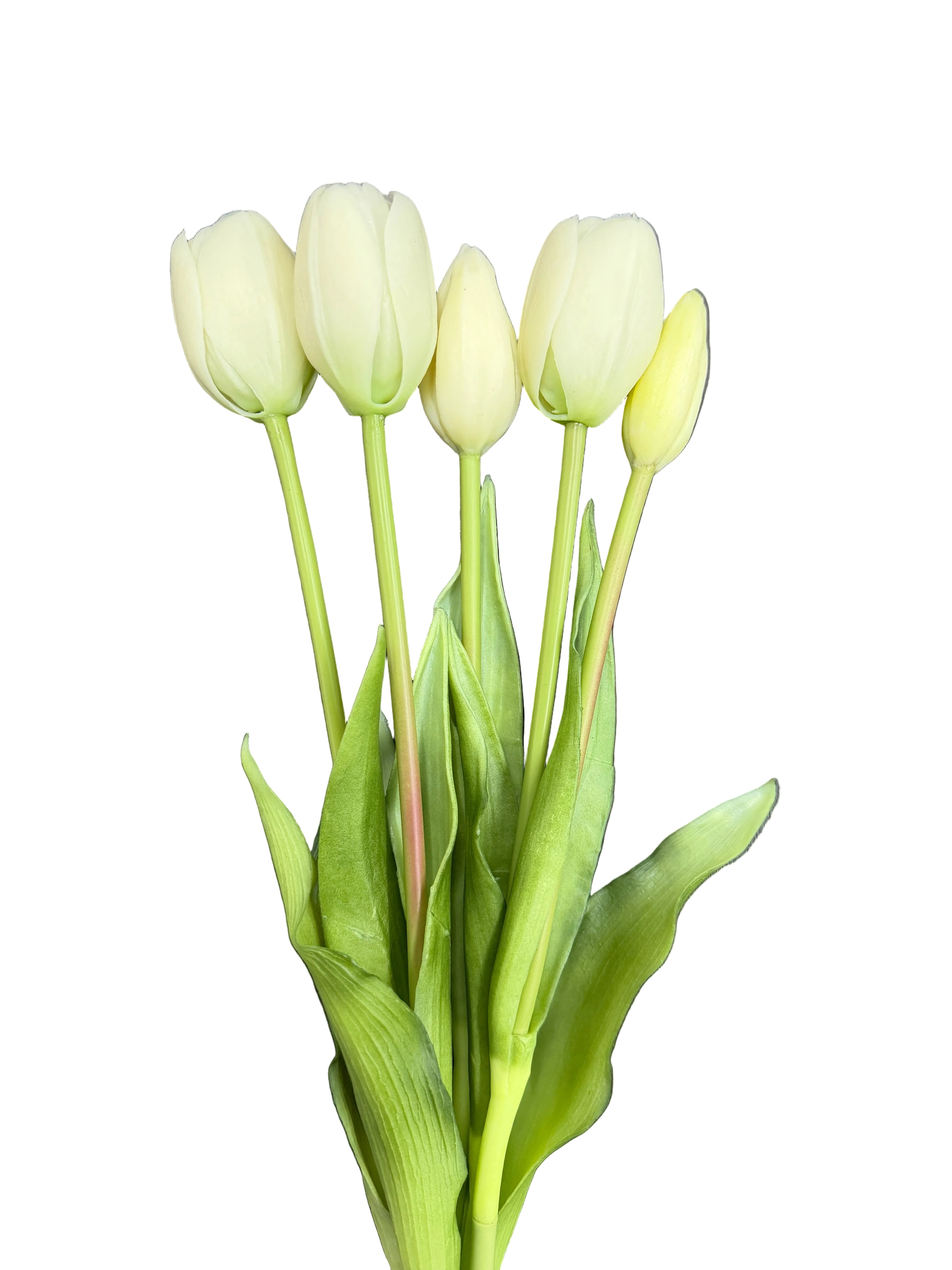 Tulipani bianchi