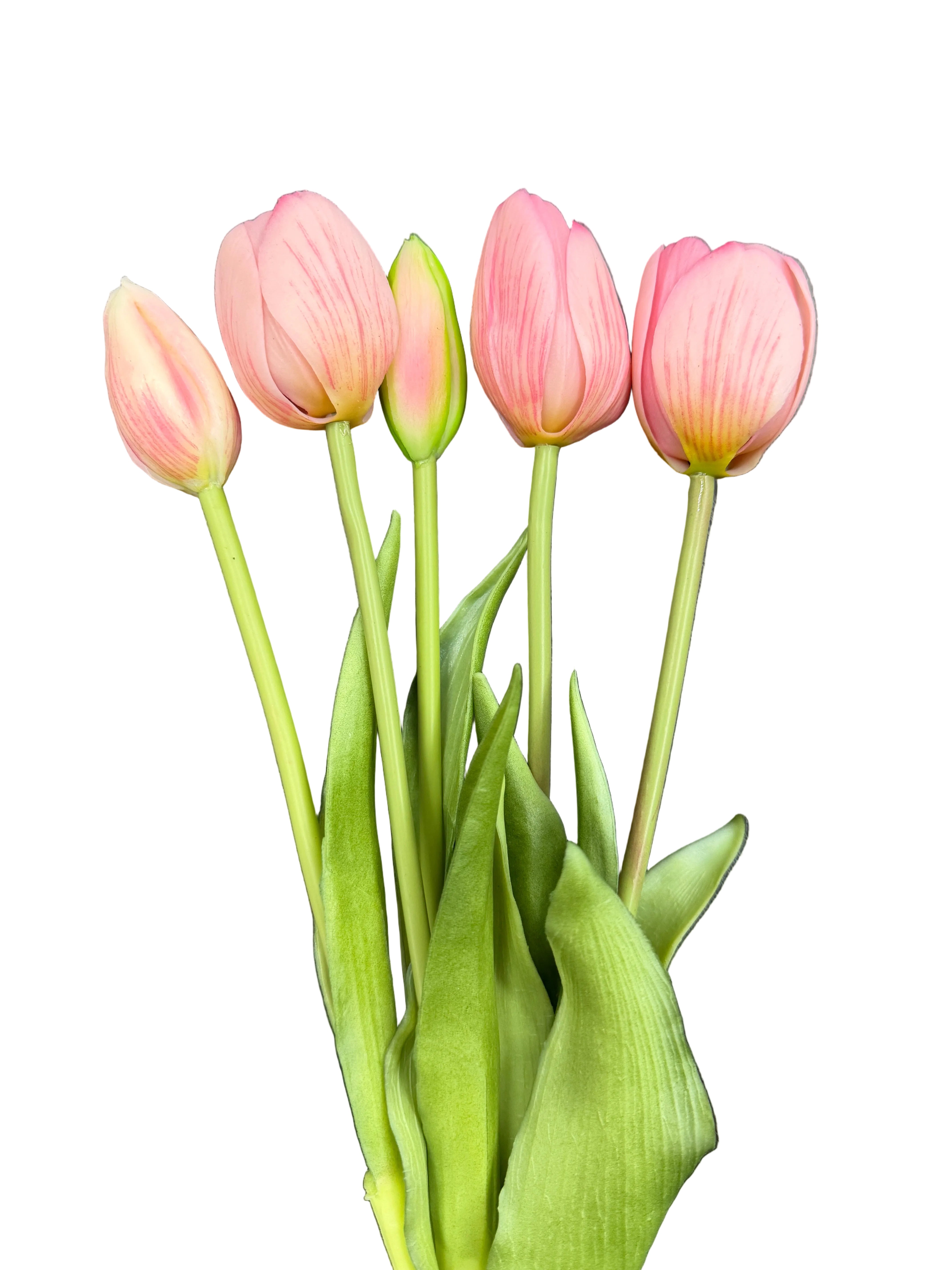 Tulipani cipria