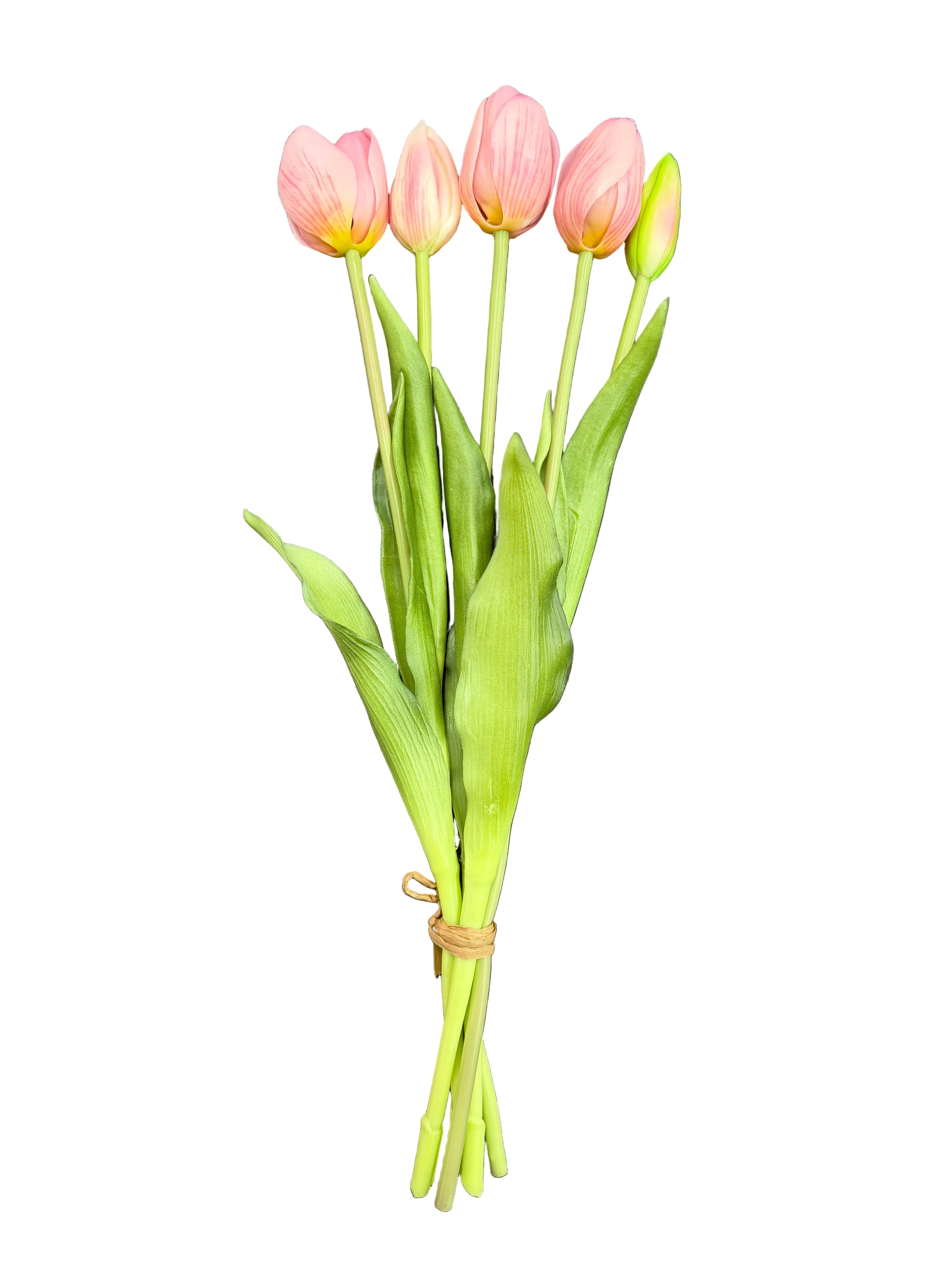 Tulipani cipria