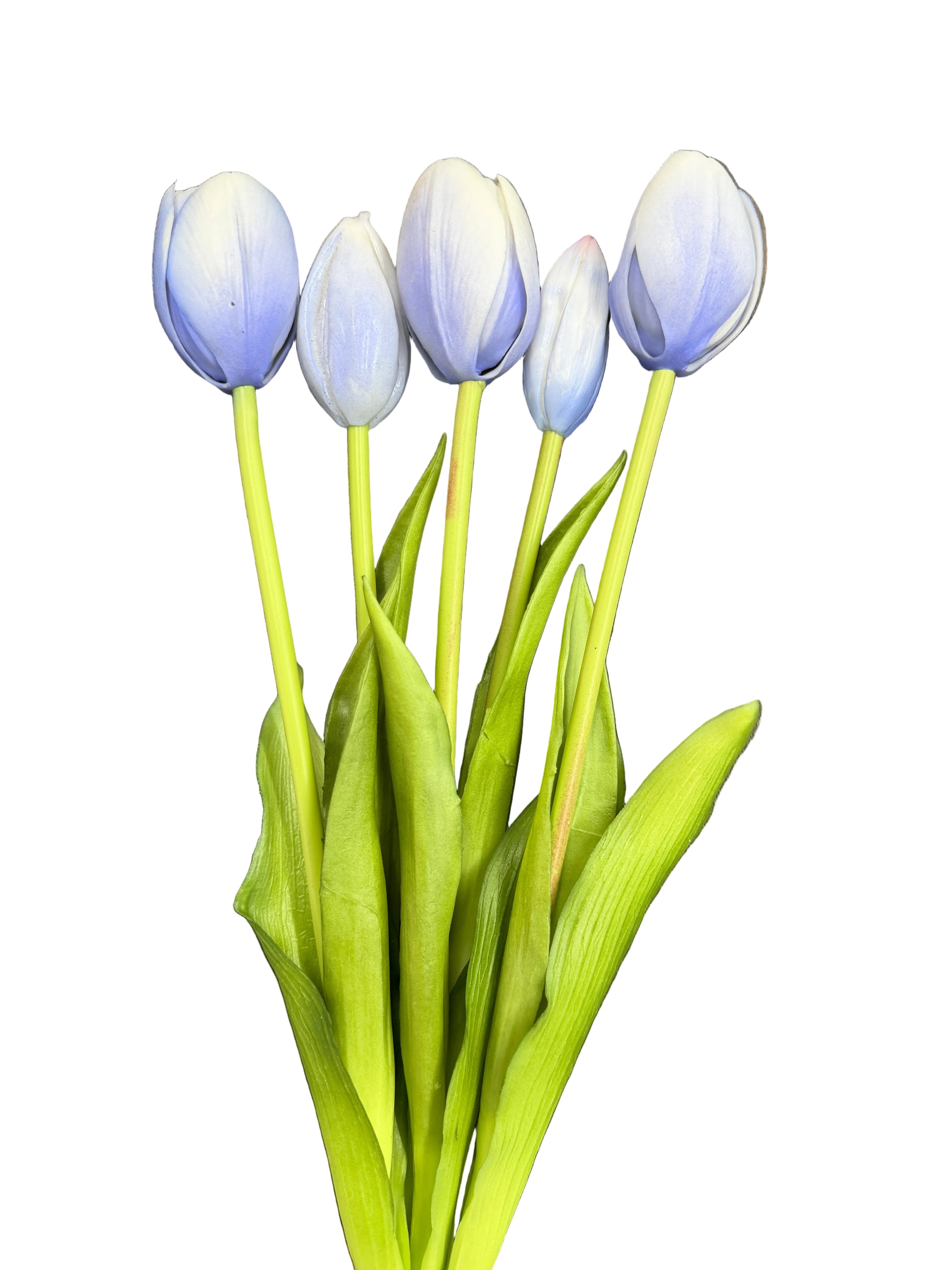 Tulipani carta da zucchero