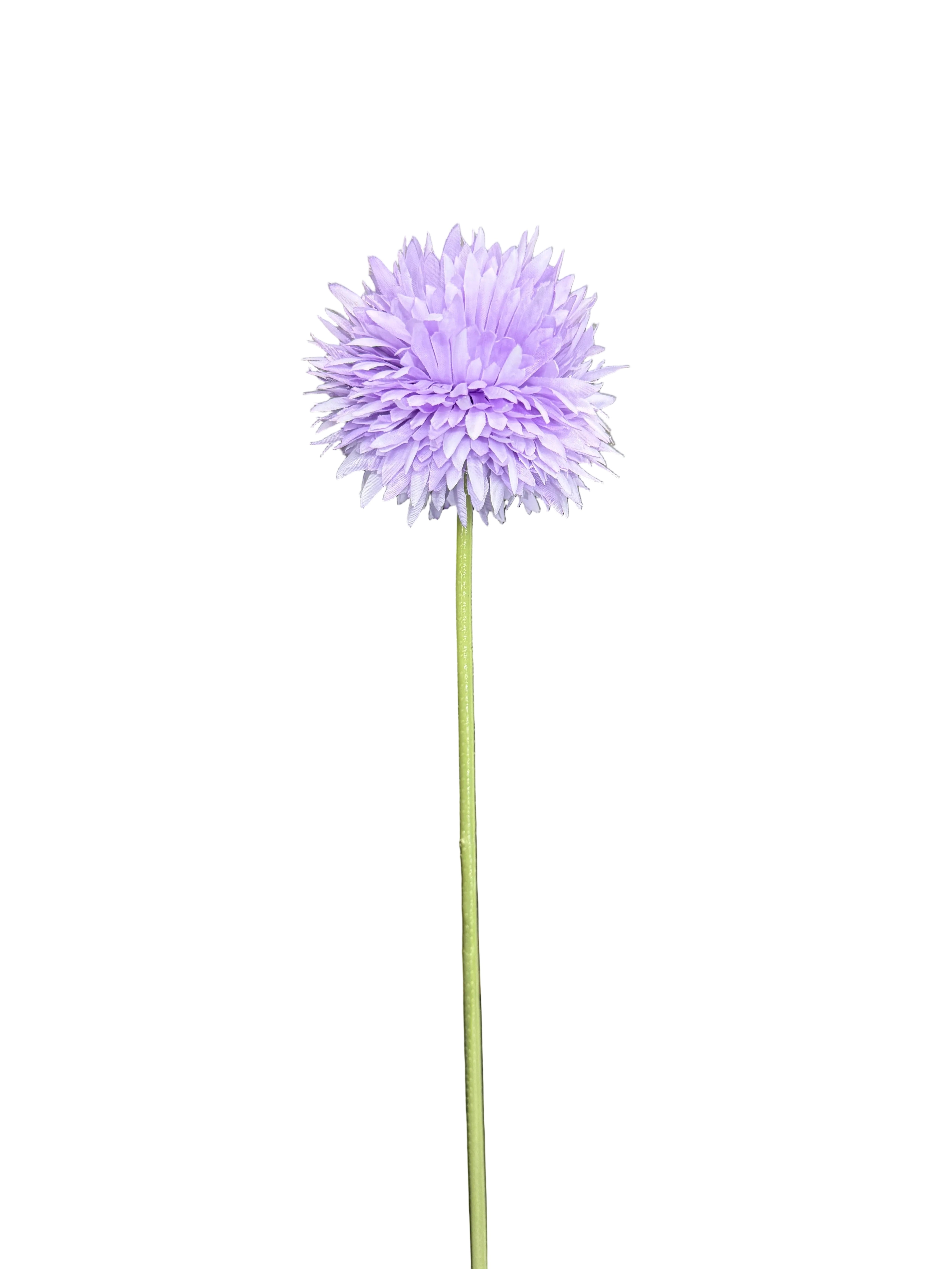 Dalia lilla