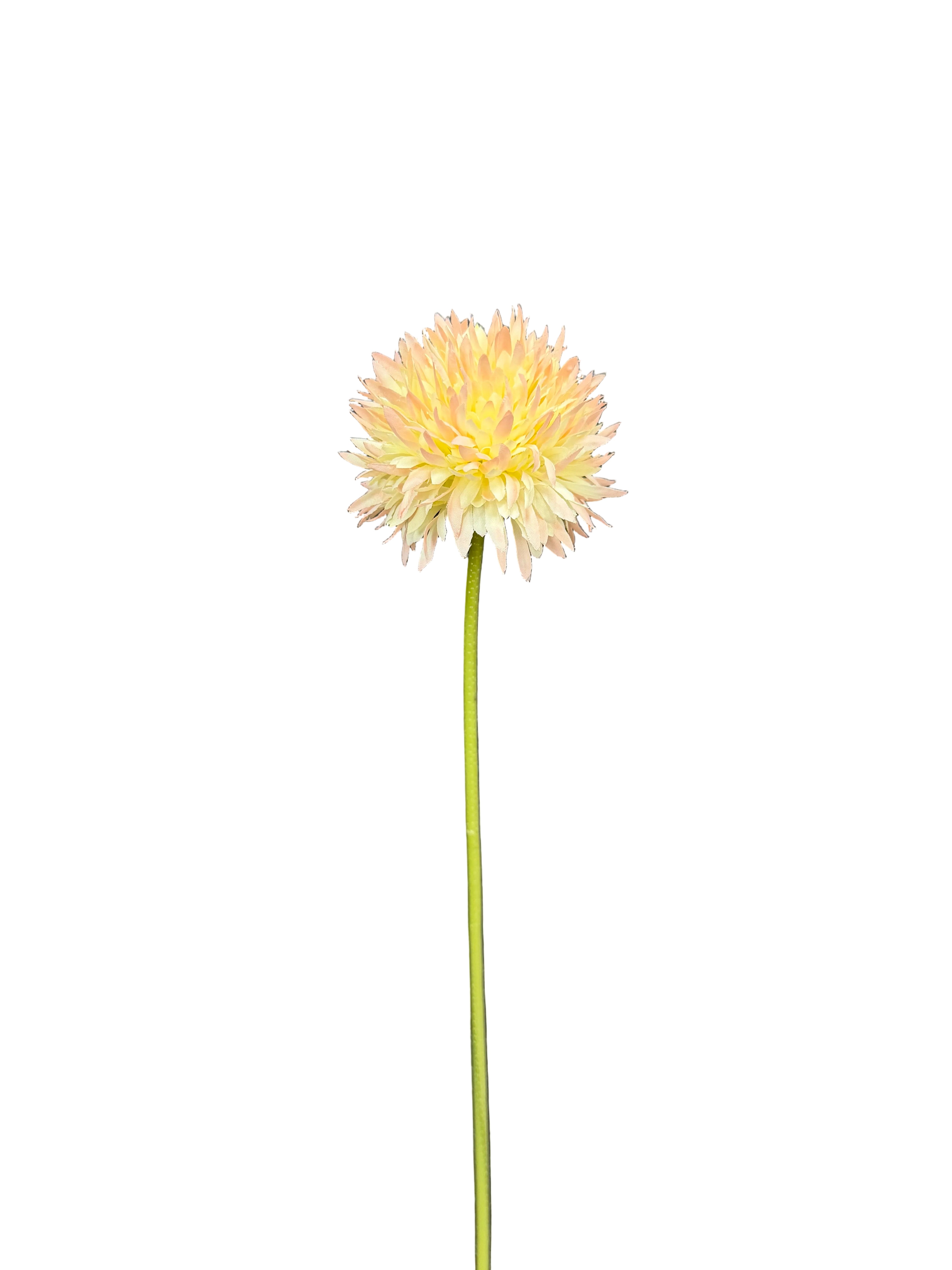 Dalia pesca