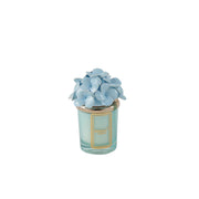 Candela Ortensia Azzurra